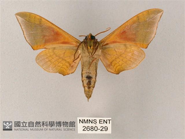 榆綠天蛾藏品圖，第2張