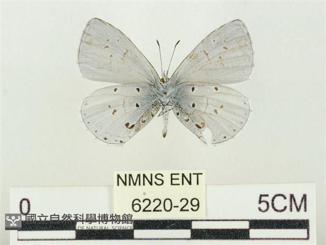 Accession Number:006220-00029 Collection Image, Figure 2, Total 3 Figures