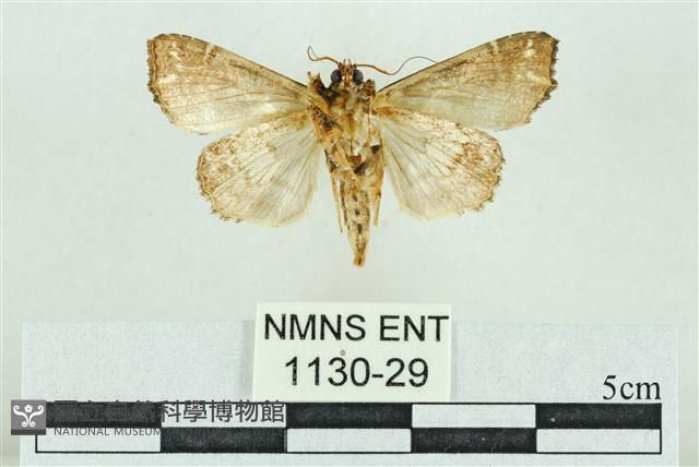 粉紅帶散紋夜蛾藏品圖，第2張