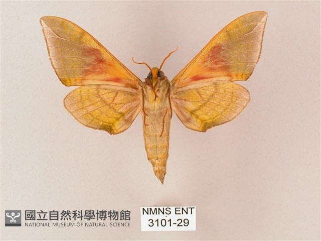 榆綠天蛾藏品圖，第2張