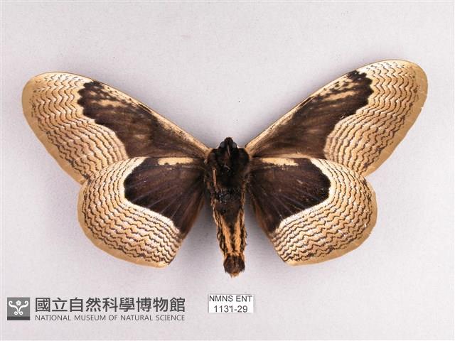 枯球籮紋蛾藏品圖，第2張