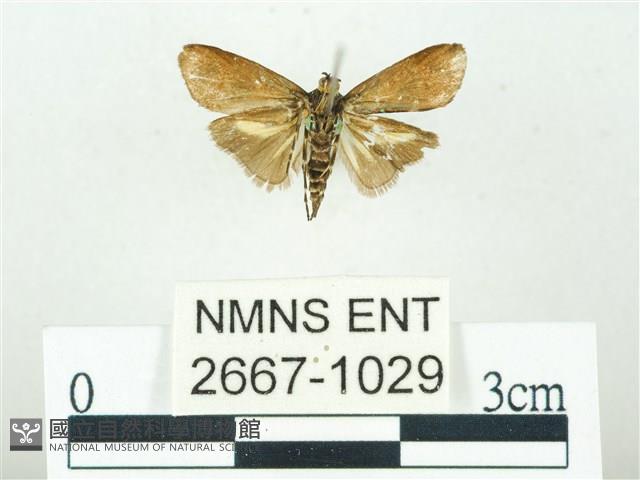 叉紋閃舞蛾藏品圖，第2張