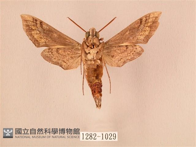 斜線天蛾藏品圖，第2張