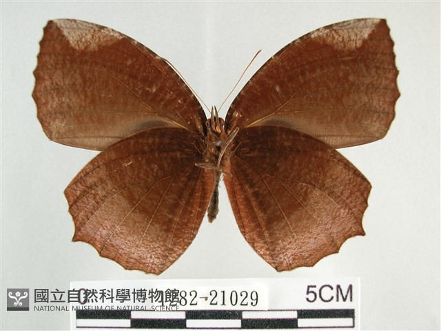 藍紋鋸眼蝶藏品圖，第2張