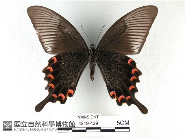 翠鳳蝶蘭嶼亞種藏品圖，第2張