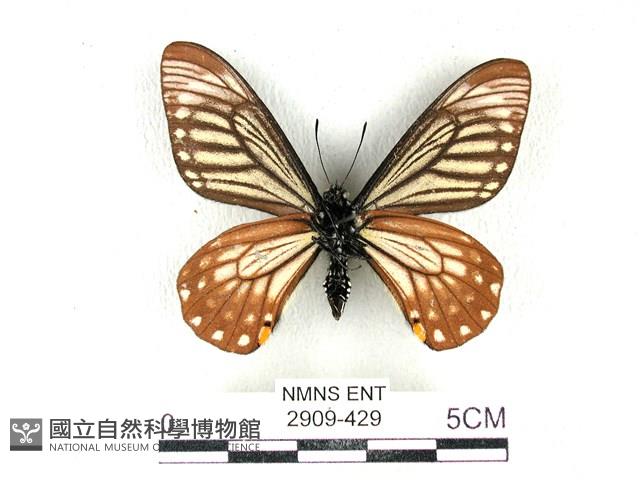 黃星斑鳳蝶藏品圖，第2張