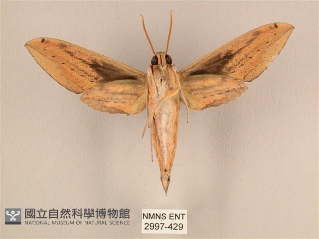 棕綠背線天蛾藏品圖，第2張