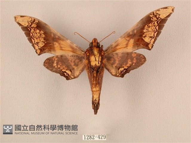 臀角斑天蛾藏品圖，第2張