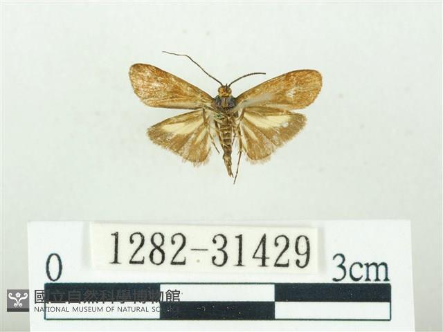 叉紋閃舞蛾藏品圖，第2張