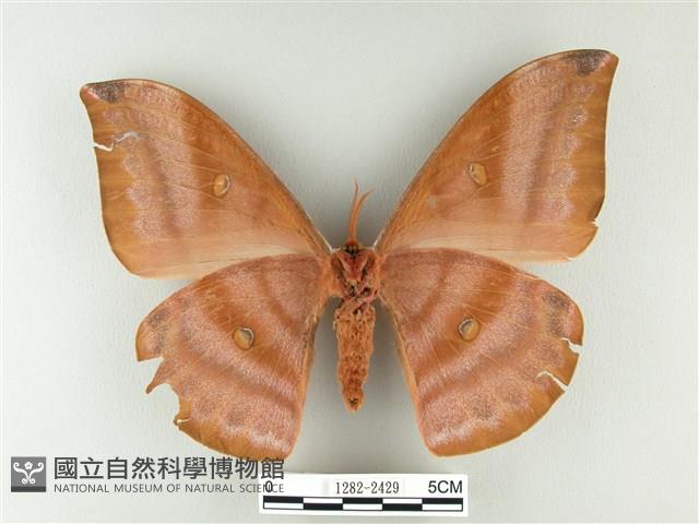 紅目天蠶蛾藏品圖，第2張