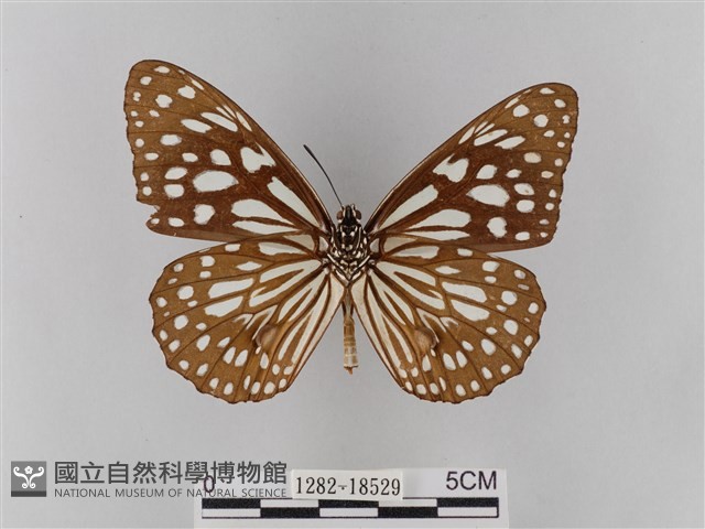 淡紋青斑蝶藏品圖，第2張