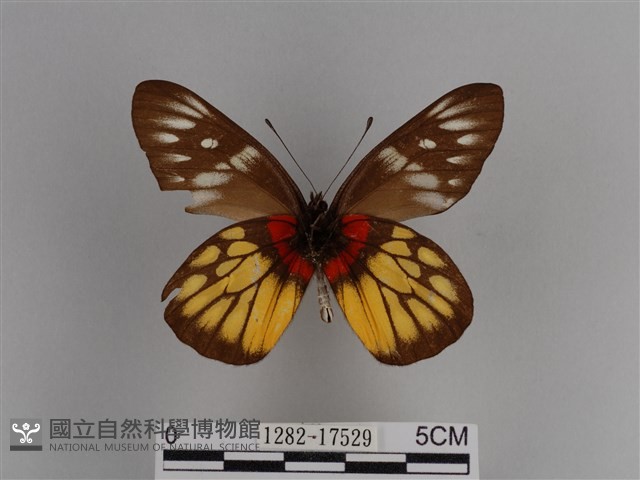 豔粉蝶藏品圖，第2張