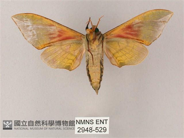 榆綠天蛾藏品圖，第2張