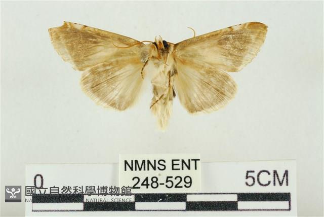 印華波紋蛾藏品圖，第2張