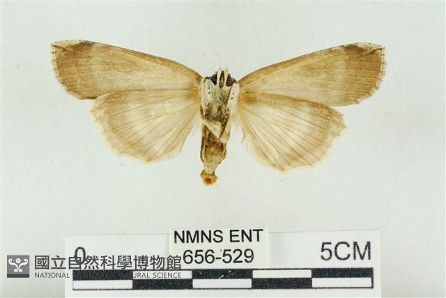 臺洒波紋蛾藏品圖，第2張