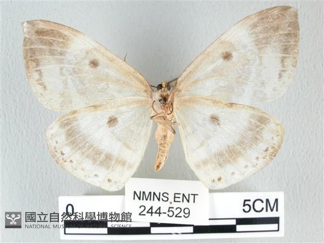 圓翅大鉤蛾藏品圖，第2張