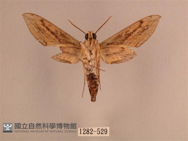 背線天蛾藏品圖，第2張