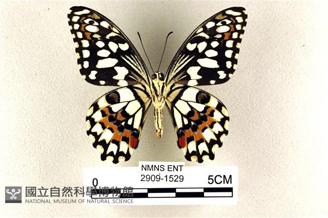 花鳳蝶、無尾鳳蝶藏品圖，第2張