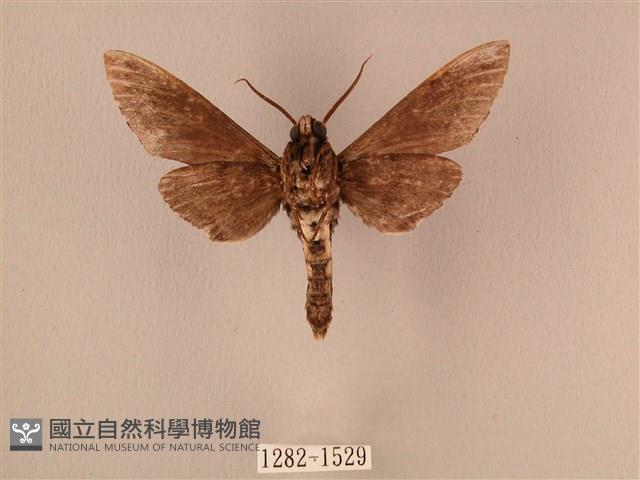 白星天蛾藏品圖，第2張