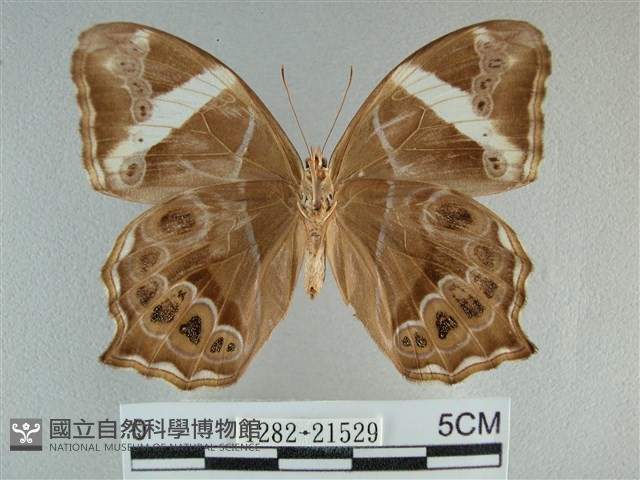 長紋黛眼蝶藏品圖，第2張