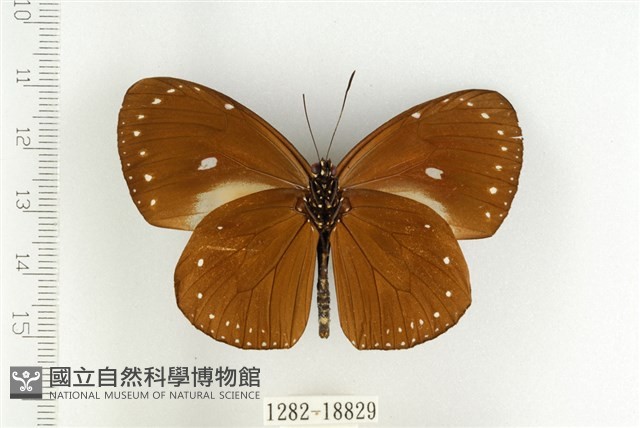 小紫斑蝶藏品圖，第2張