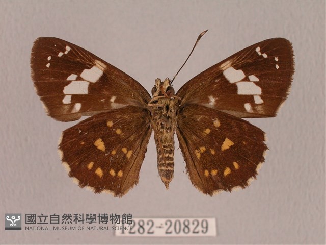 埔里星弄蝶藏品圖，第2張
