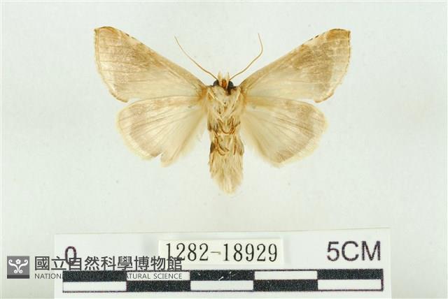 印華波紋蛾藏品圖，第2張