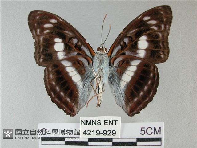 異紋帶蛺蝶藏品圖，第2張