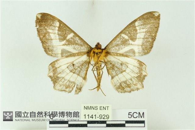 樹形尺蛾藏品圖，第2張