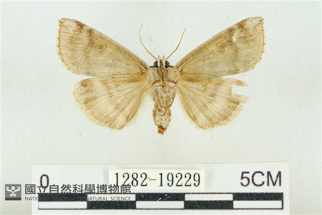 雙環波紋蛾藏品圖，第2張