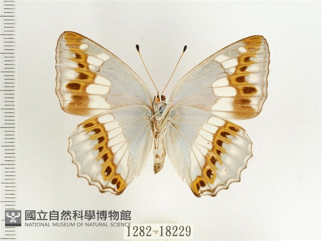 普氏白蛺蝶藏品圖，第2張