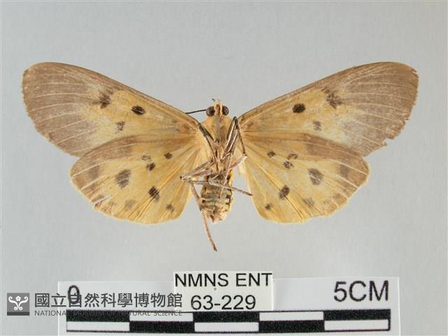 一點擬燈蛾藏品圖，第2張