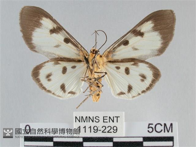 長斑擬燈蛾藏品圖，第2張