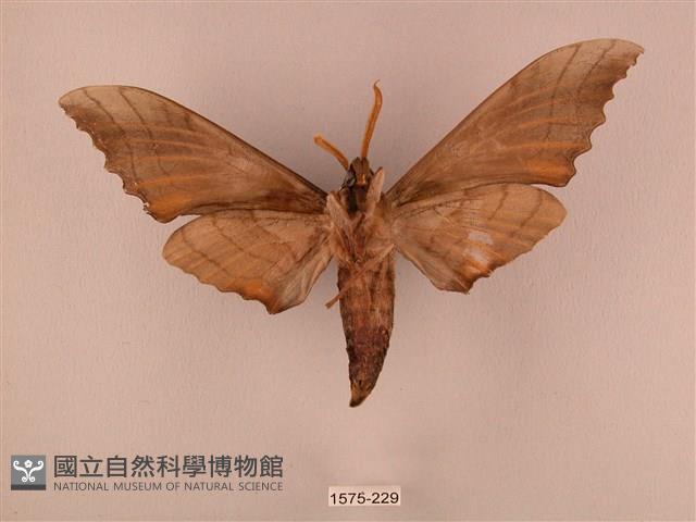 栗六點天蛾藏品圖，第2張