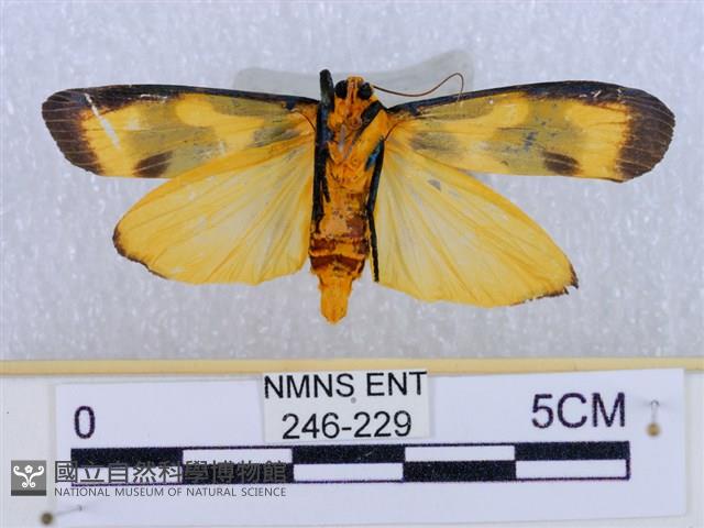 閃光苔蛾藏品圖，第2張