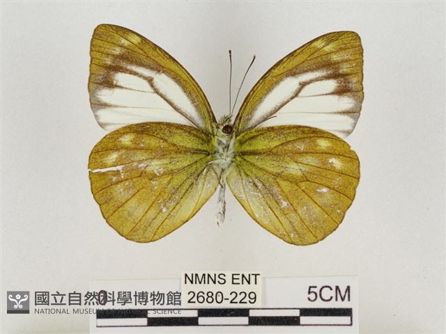 淡褐脈粉蝶藏品圖，第2張