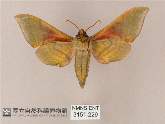 榆綠天蛾藏品圖，第2張