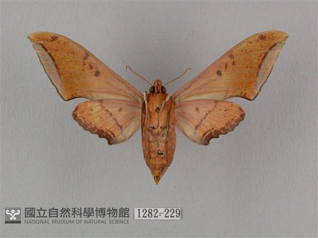 廣東鷹翅天蛾藏品圖，第2張