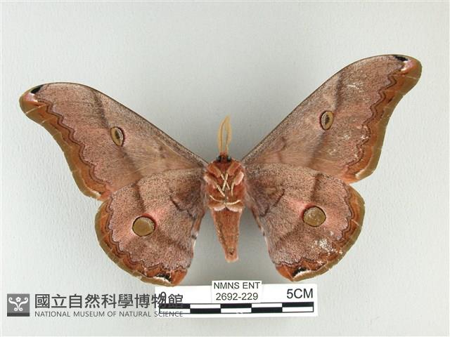 雙黑目天蠶蛾藏品圖，第2張