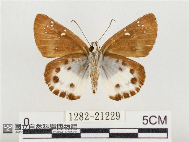 白裙弄蝶藏品圖，第2張