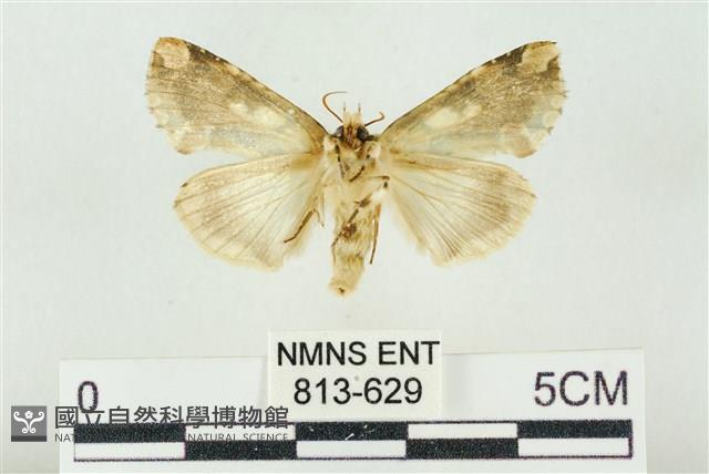 連珠波紋蛾藏品圖，第2張