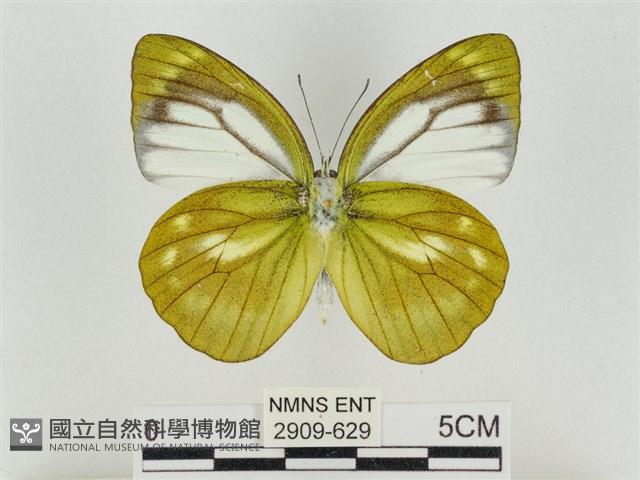 淡褐脈粉蝶藏品圖，第2張