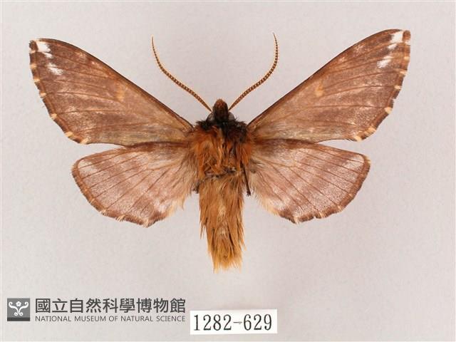 井上氏絨毛天蛾藏品圖，第2張