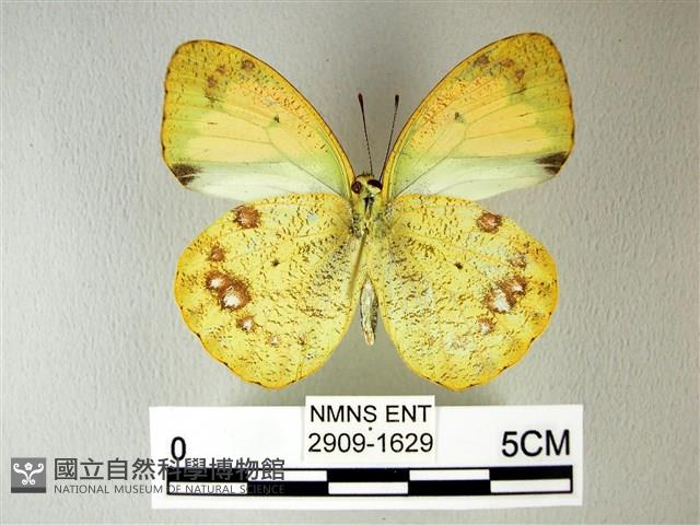 異粉蝶、雌白黃蝶藏品圖，第2張