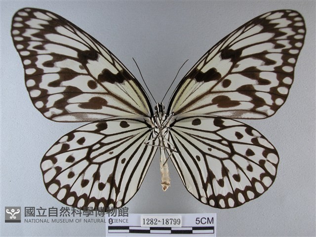 大白斑蝶藏品圖，第2張