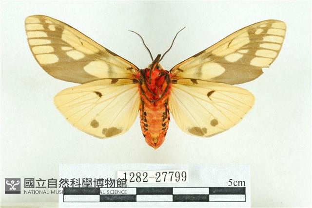 乳白斑燈蛾藏品圖，第2張