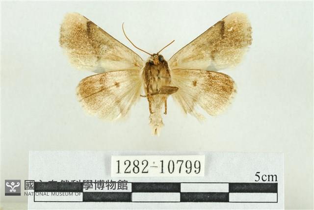 臺灣斑蕊夜蛾藏品圖，第2張