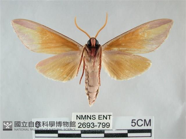 雙黃條天蛾藏品圖，第2張