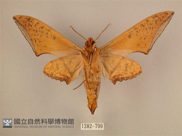 臺灣鷹翅天蛾藏品圖，第2張