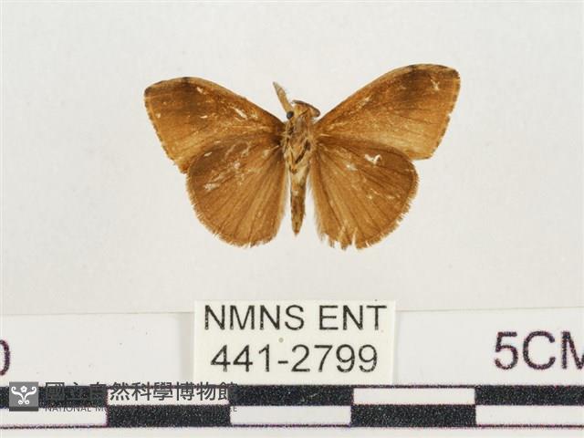 小白紋毒蛾藏品圖，第2張